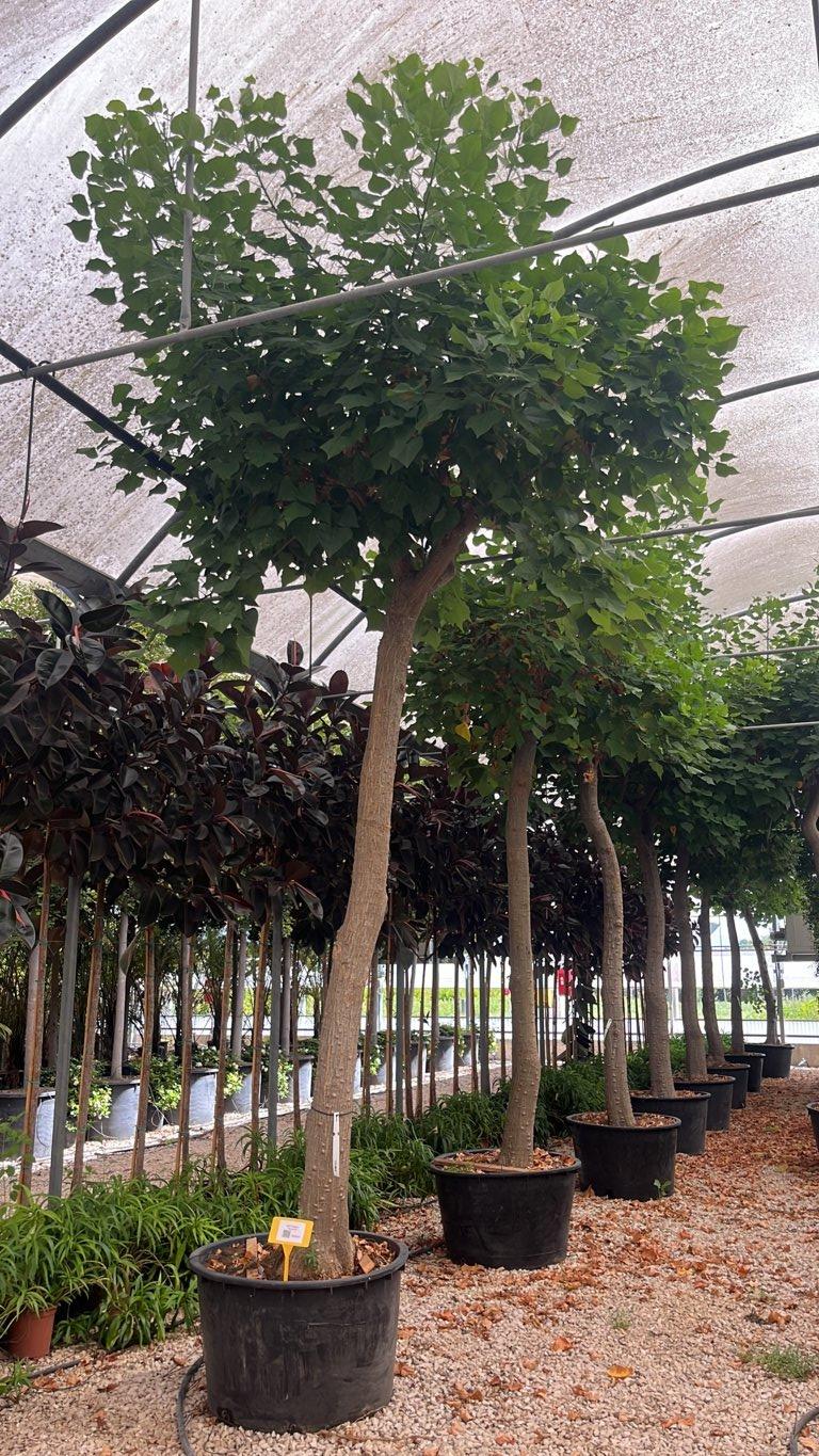 ERYTHRINA FALCATA Albero del corallo
