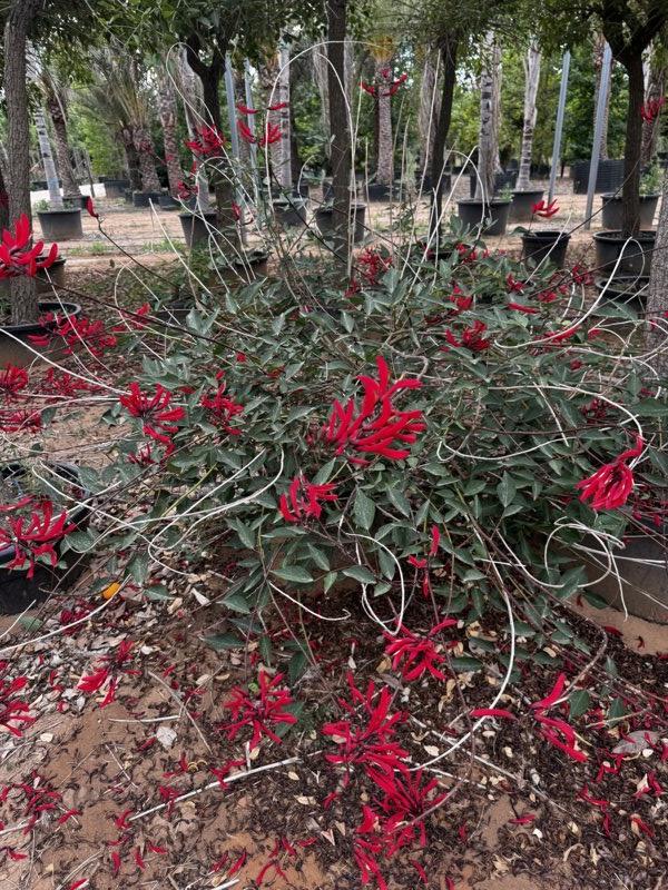 Erythrina Kylian Julien (Albero corallo) — Cespuglio, vaso 55 litri