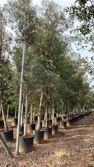 Eucalyptus Camaldulensis (Eucalipto) — Albero, circonferenza 30/35 cm, vaso 240 litri