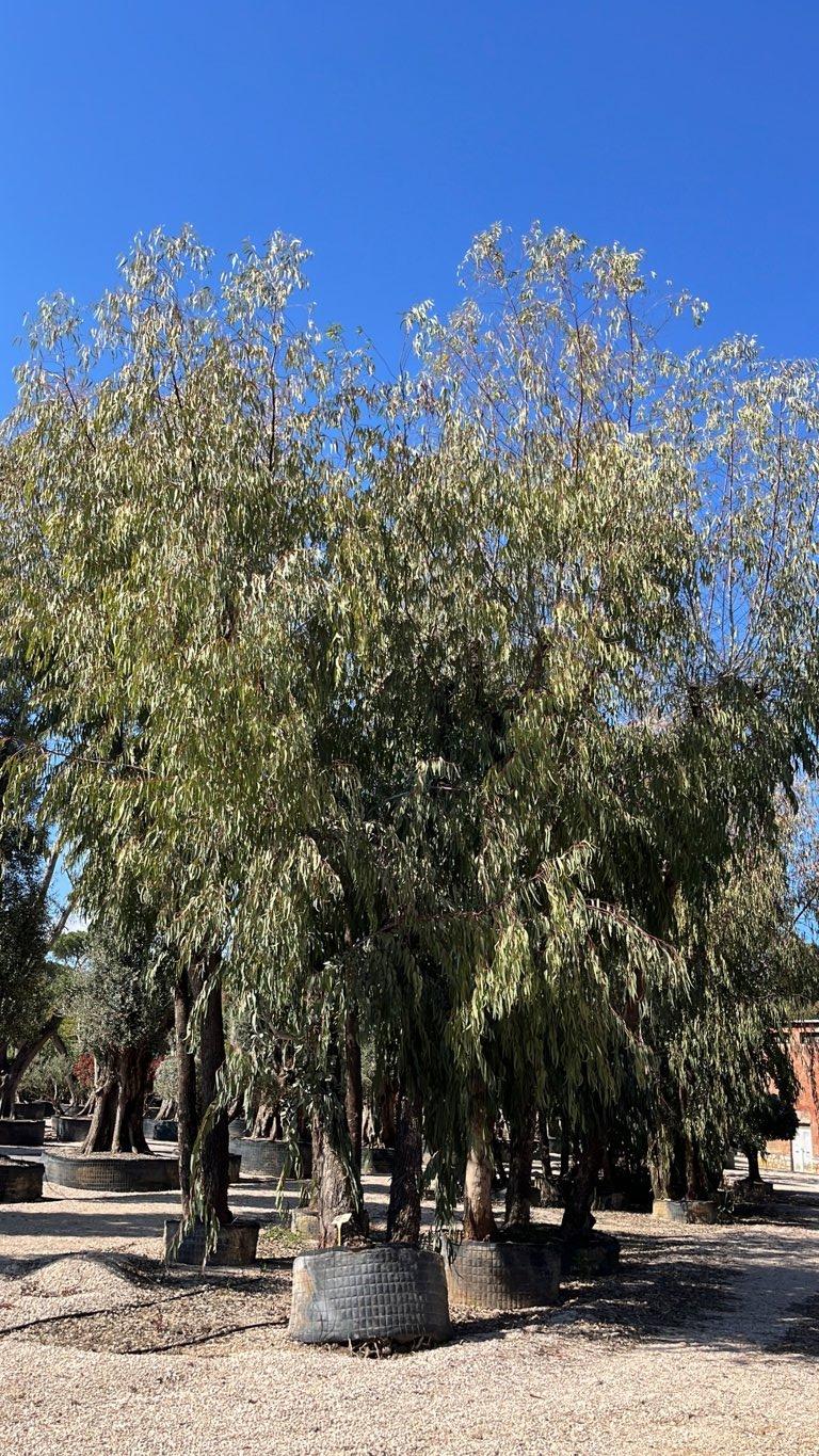 Eucalyptus Camaldulensis (Eucalipto) — Esemplare, altezza 800/900 cm, in rete