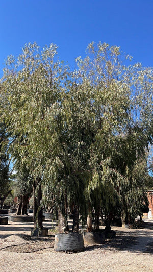 Eucalyptus Camaldulensis (Eucalipto) — Esemplare, altezza 800/900 cm, in rete