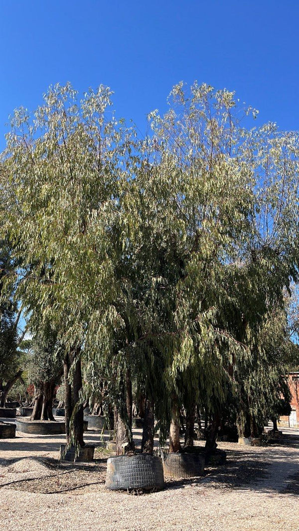Eucalyptus Camaldulensis (Eucalipto) — Esemplare, altezza 800/900 cm, in rete