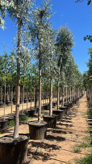 Eucalyptus Camaldulensis (Eucalipto) — Albero, circonferenza 25/30 cm, vaso 180 litri