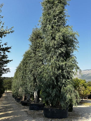 Eucalyptus Camaldulensis (Eucalipto) — Esemplare, circonferenza 150/200 cm, in rete