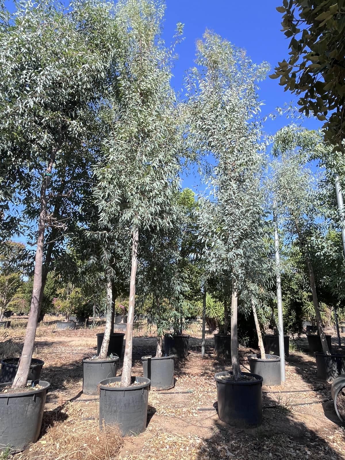 EUCALYPTUS CAMALDULENSIS Eucalipto