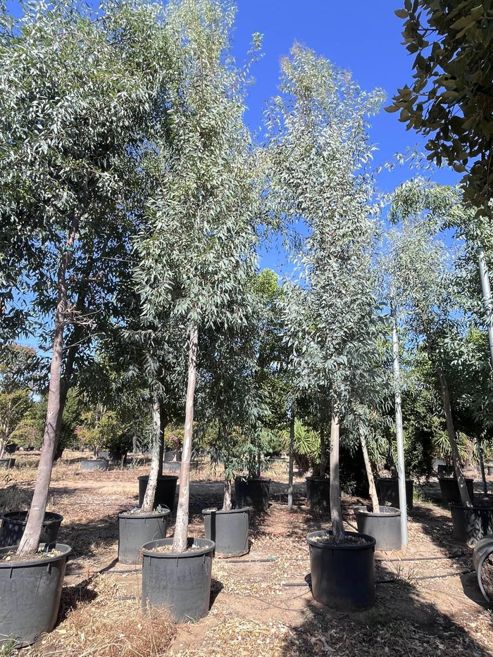 EUCALYPTUS CAMALDULENSIS Eucalipto