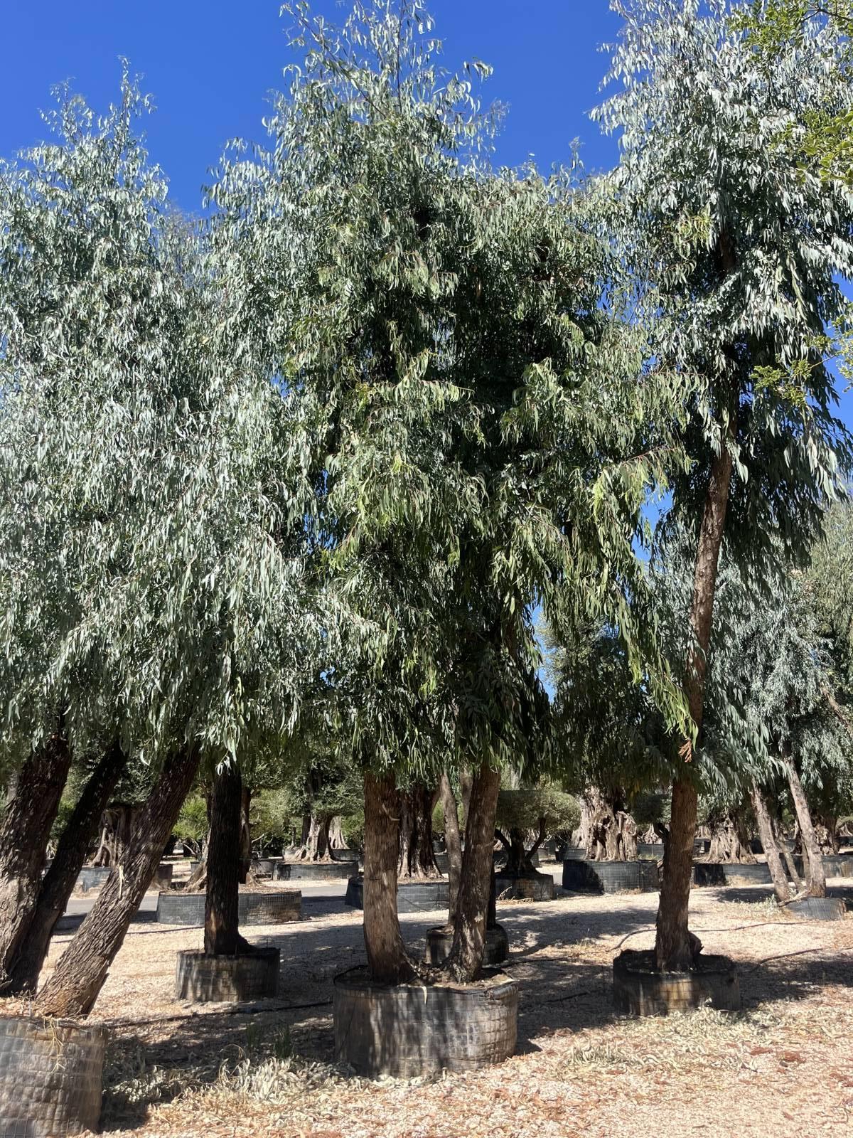 EUCALYPTUS CAMALDULENSIS Eucalipto