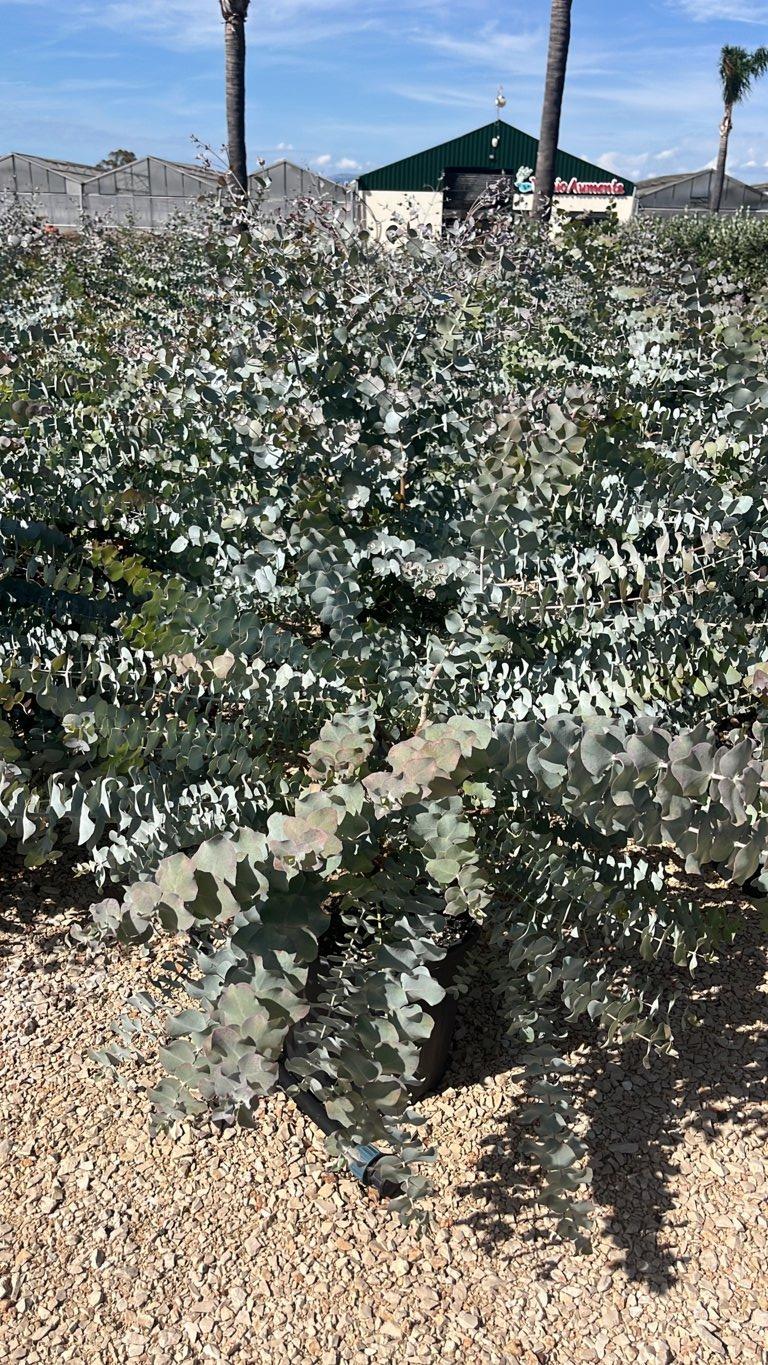 Eucalyptus Cinerea Silverdollar (Eucalipto) — Cespuglio, vaso 25 litri