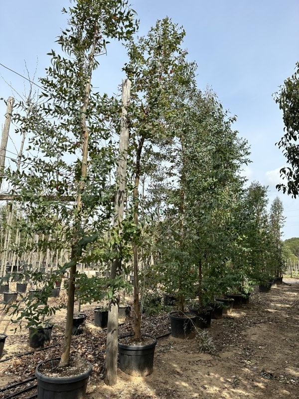 Eucalyptus Globulus (Eucalipto) — Albero, circonferenza 20/25 cm, vaso 90 litri
