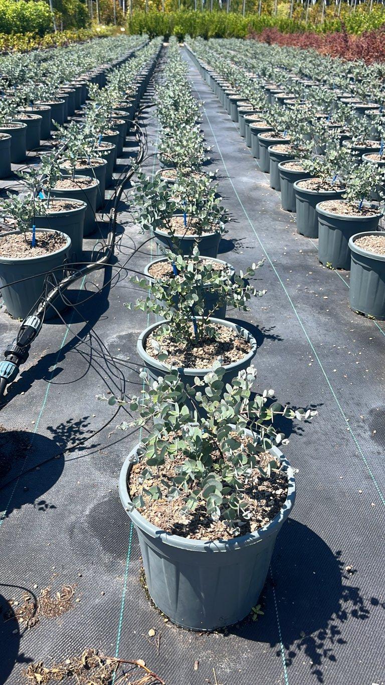 EUCALYPTUS GUNNII AZURA Eucalipto gunni