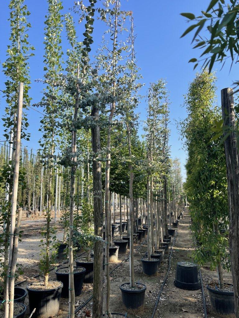 Eucalyptus Gunnii (Eucalipto) — Albero, circonferenza 16/20 cm, vaso 30 litri