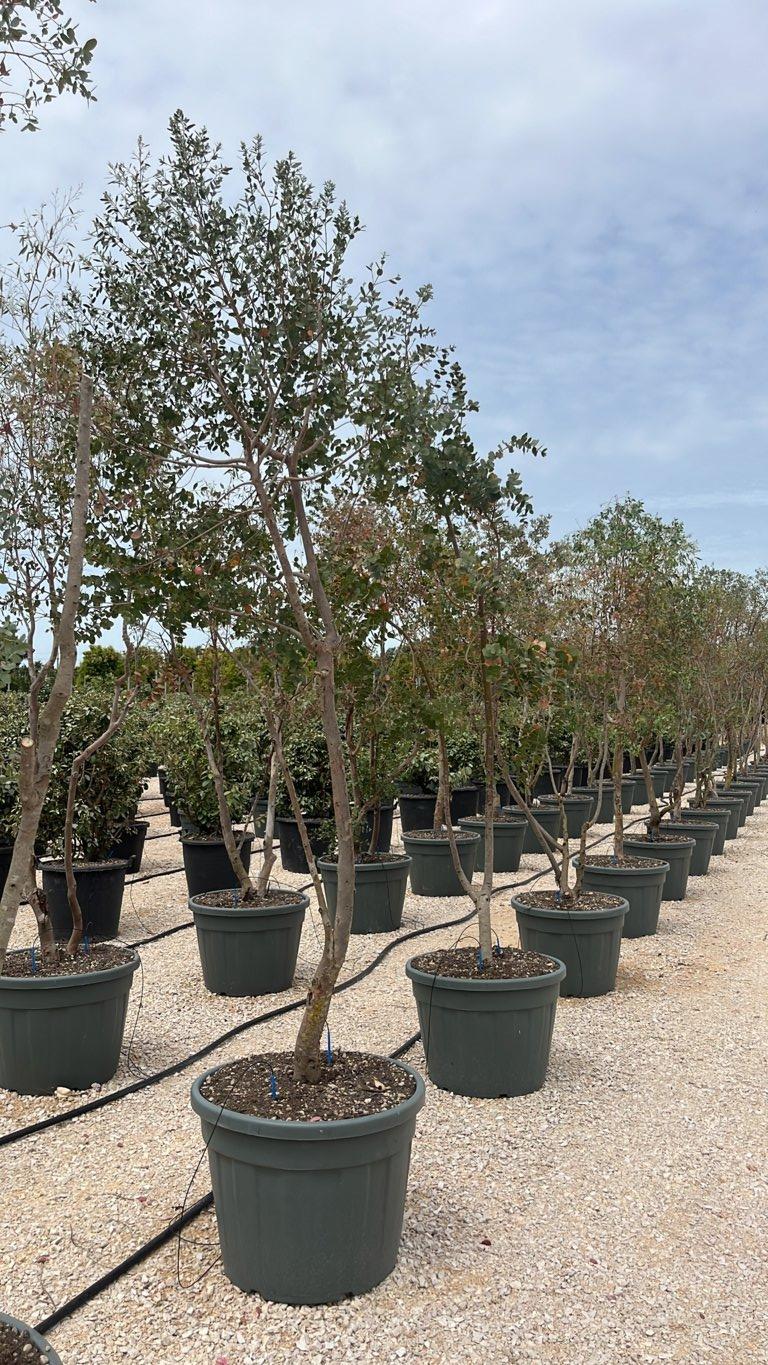 Eucalyptus Gunnii (Eucalipto) — Nuvola, altezza 150/200 cm, vaso 110 litri