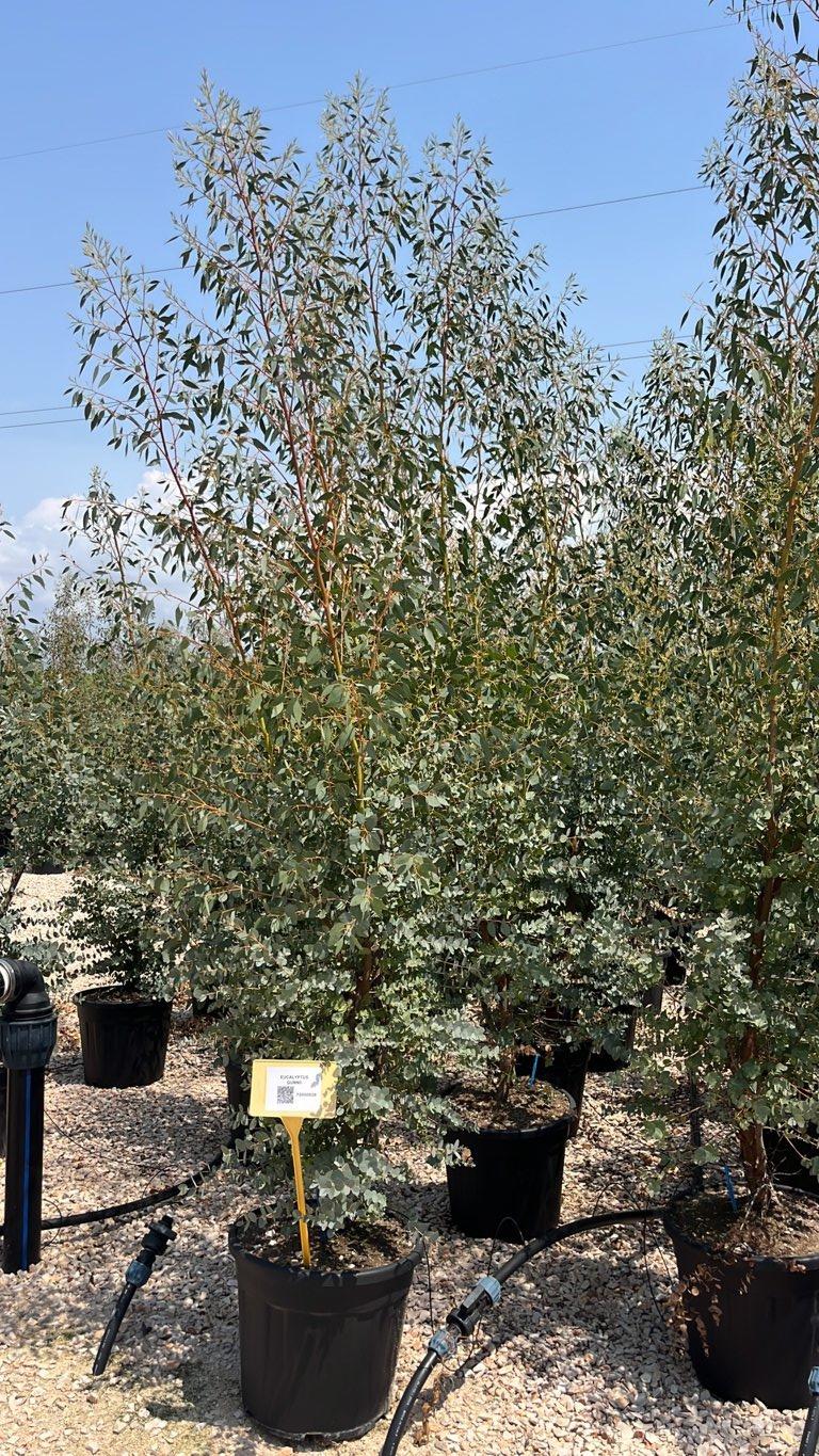 Eucalyptus Gunnii (Eucalipto) — Cespuglio, altezza 200/250 cm, vaso 30 litri