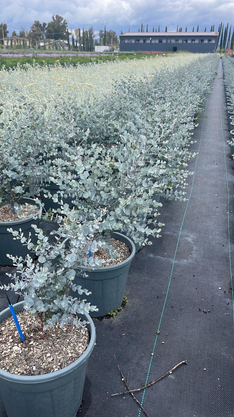 Eucalyptus Gunnii (Eucalipto) — Cespuglio, vaso 9 litri