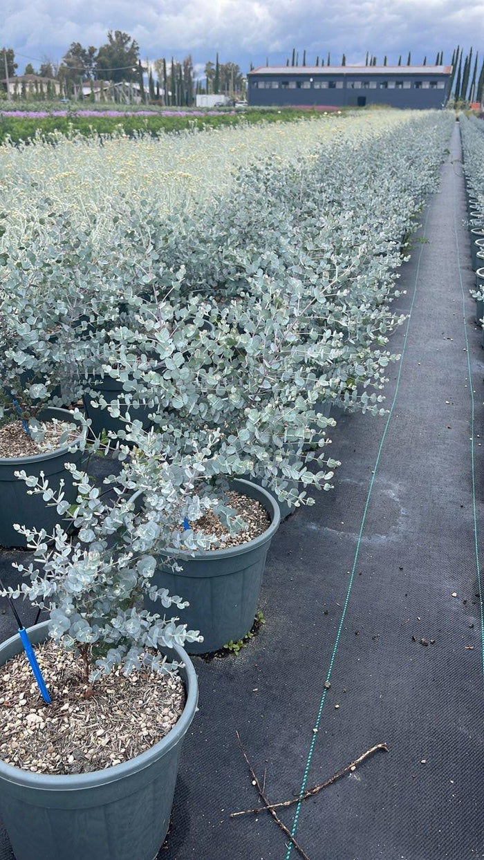 Eucalyptus Gunnii (Eucalipto) — Cespuglio, vaso 9 litri