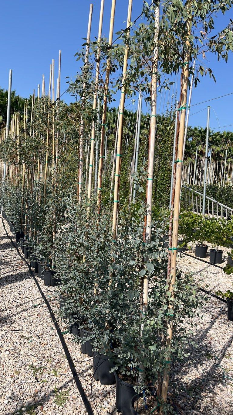 Eucalyptus Gunnii (Eucalipto) — Albero astone, vaso 9 litri