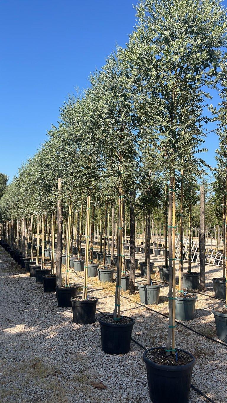 Eucalyptus Gunnii (Eucalipto) — Albero, circonferenza 8/10 cm, vaso 55 litri