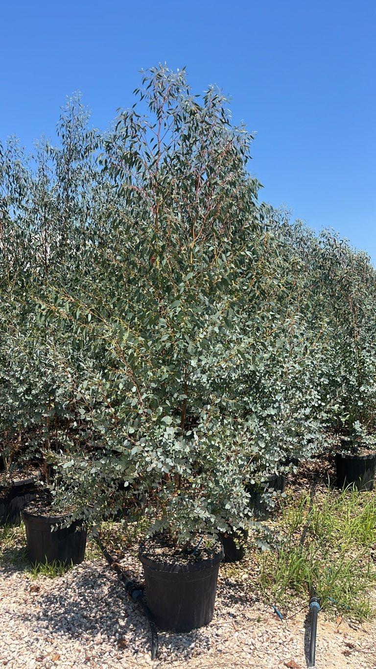 Eucalyptus Gunnii (Eucalipto) — Cespuglio, altezza 250/300 cm, vaso 45 litri