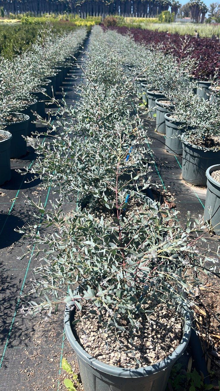 Eucalyptus Gunnii France Bleu (Eucalipto) — Cespuglio, vaso 9 litri