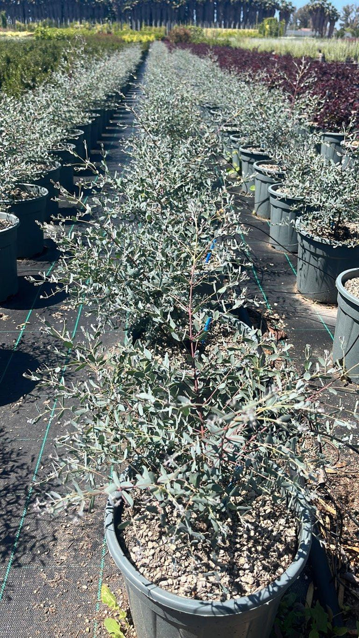 Eucalyptus Gunnii France Bleu (Eucalipto) — Cespuglio, vaso 9 litri