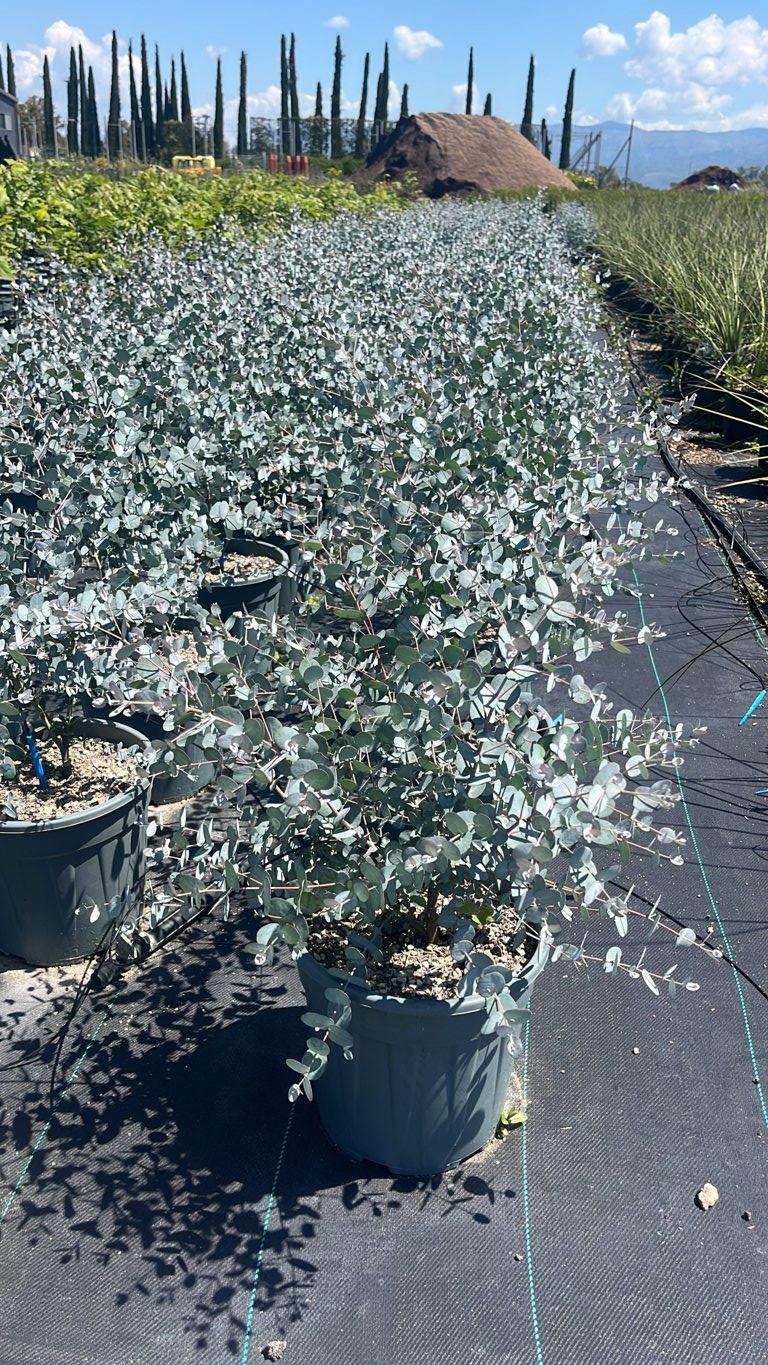 Eucalyptus Gunnii Silverana (Eucalipto) — Cespuglio, vaso 9 litri