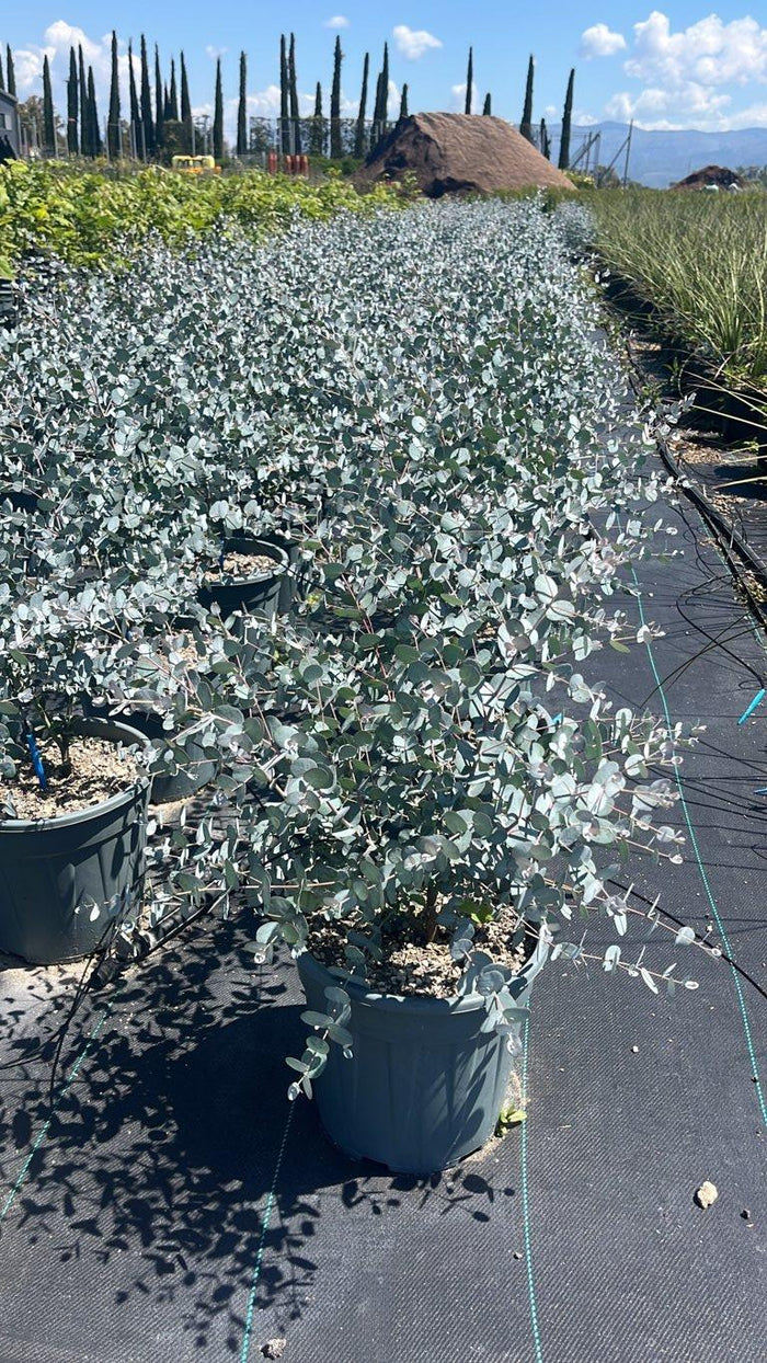 Eucalyptus Gunnii Silverana (Eucalipto) — Cespuglio, vaso 9 litri