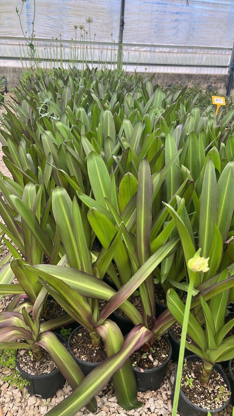 Eucomis Comosa Safari Adventure (Giglio ananas) — Cespuglio, vaso 9 litri