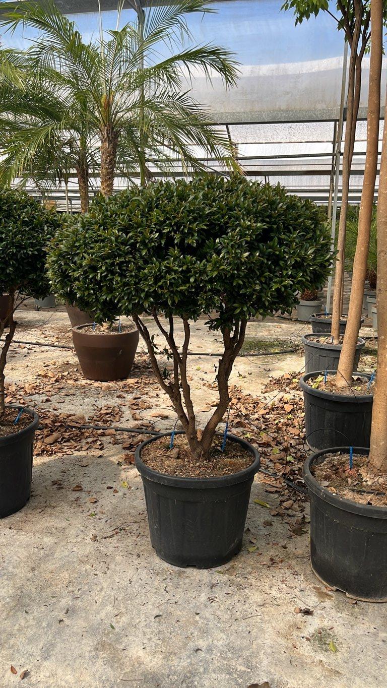 Eugenia Myrtifolia Nana — Nuvola, diametro 90 cm, vaso 55 litri
