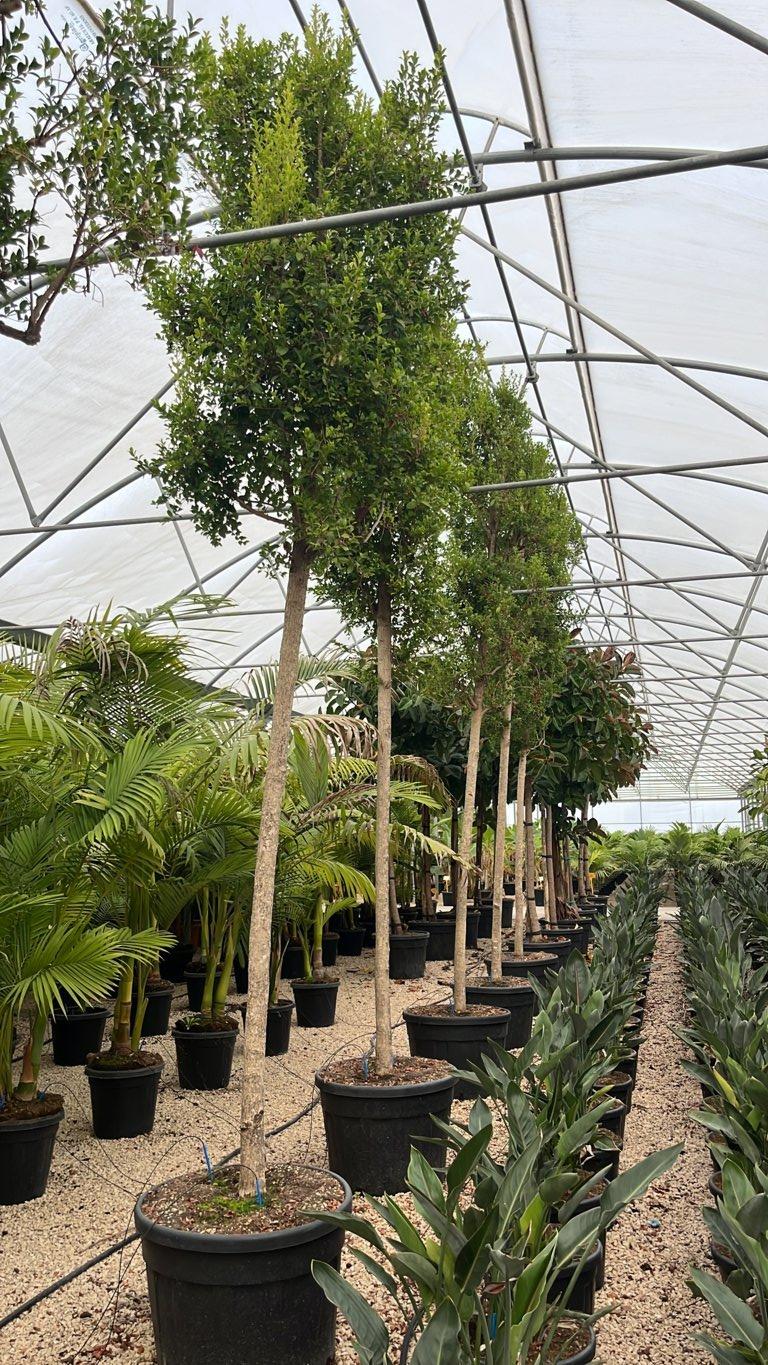 Eugenia Myrtifolia New Port — Albero, circonferenza 20/25 cm, vaso 130 litri