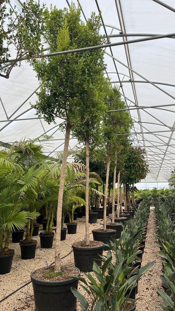 Eugenia Myrtifolia New Port — Albero, circonferenza 20/25 cm, vaso 130 litri