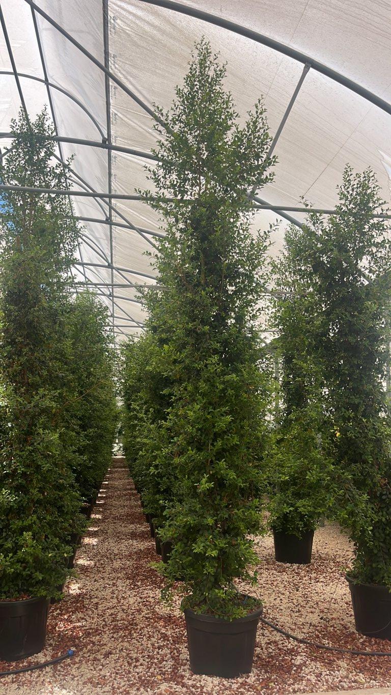 Eugenia Myrtifolia New Port — Cespuglio, altezza 300/350 cm, vaso 70 litri