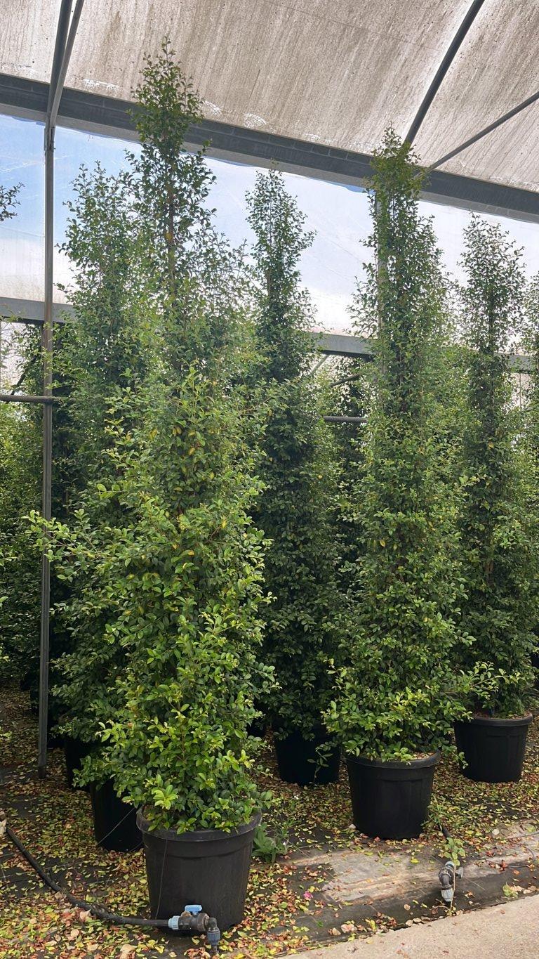 Eugenia Myrtifolia New Port — Cespuglio, altezza 250/300 cm, vaso 55 litri