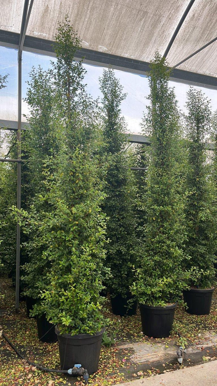 Eugenia Myrtifolia New Port — Cespuglio, altezza 250/300 cm, vaso 55 litri