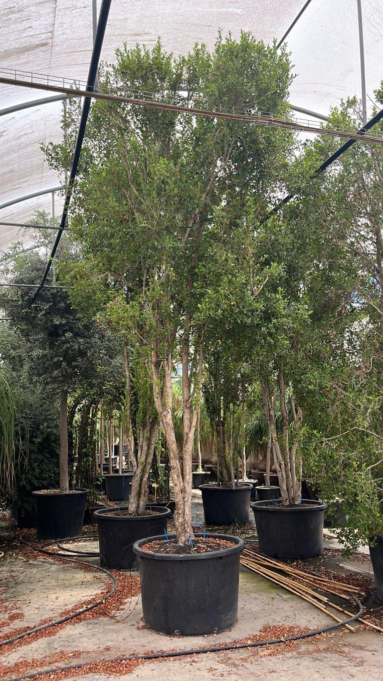 Eugenia Myrtifolia New Port — Nuvola, altezza 400/500 cm, vaso 350 litri