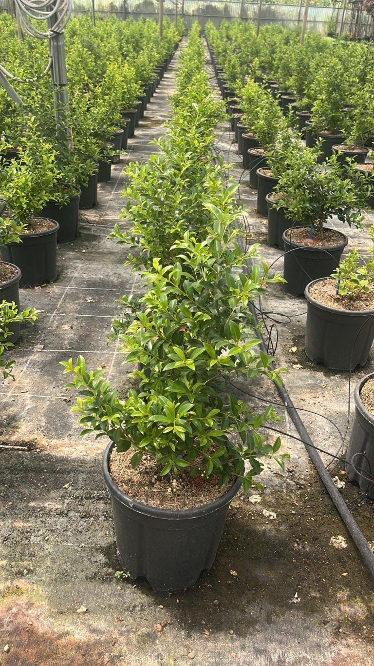 EUGENIA MYRTIFOLIA NEW PORT