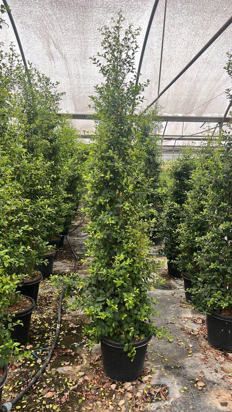 Eugenia Myrtifolia New Port — Cespuglio, altezza 150/175 cm, vaso 30 litri
