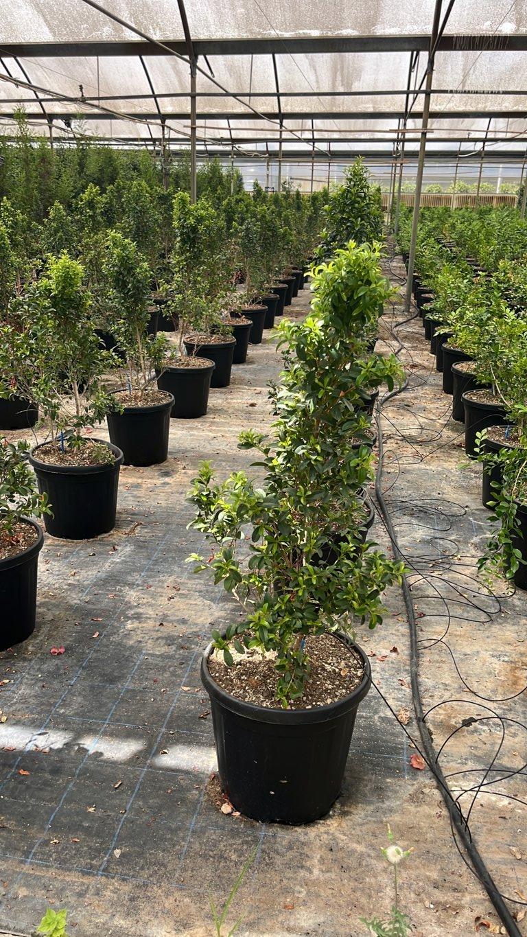 Eugenia Myrtifolia New Port — Cespuglio, altezza 50/100 cm, vaso 25 litri
