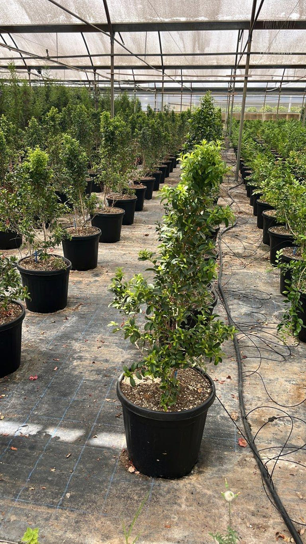 Eugenia Myrtifolia New Port — Cespuglio, altezza 50/100 cm, vaso 25 litri