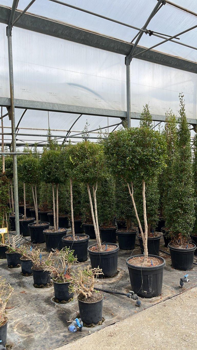 Eugenia Myrtifolia New Port — Nuvola, altezza 150/175 cm, vaso 55 litri