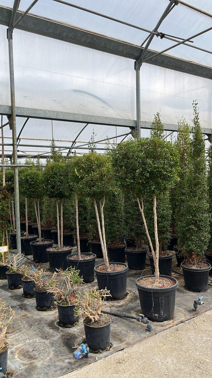 Eugenia Myrtifolia New Port — Nuvola, altezza 150/175 cm, vaso 55 litri