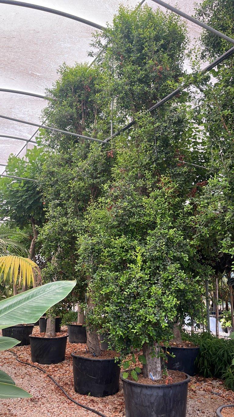 EUGENIA MYRTIFOLIA NEW PORT Eugenia