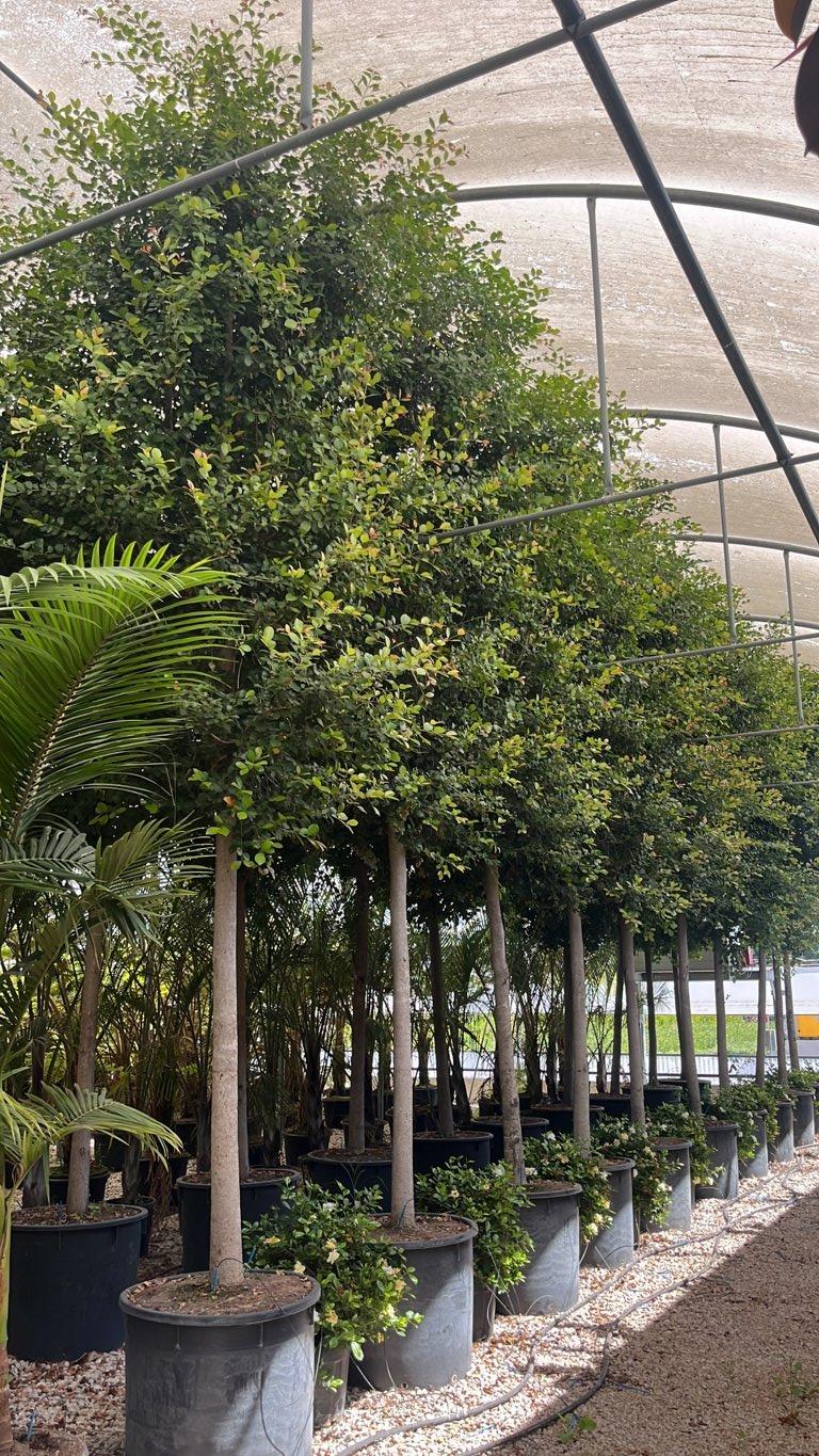 Eugenia Rubino — Albero, circonferenza 25/30 cm, vaso 240 litri