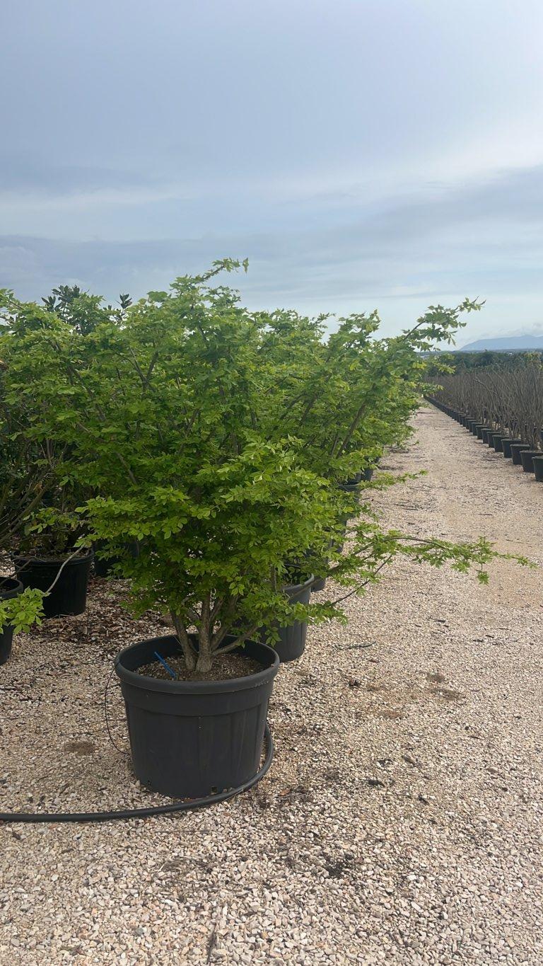 Euonymus Alatus (Fusaggine alata) — Cespuglio, vaso 130 litri