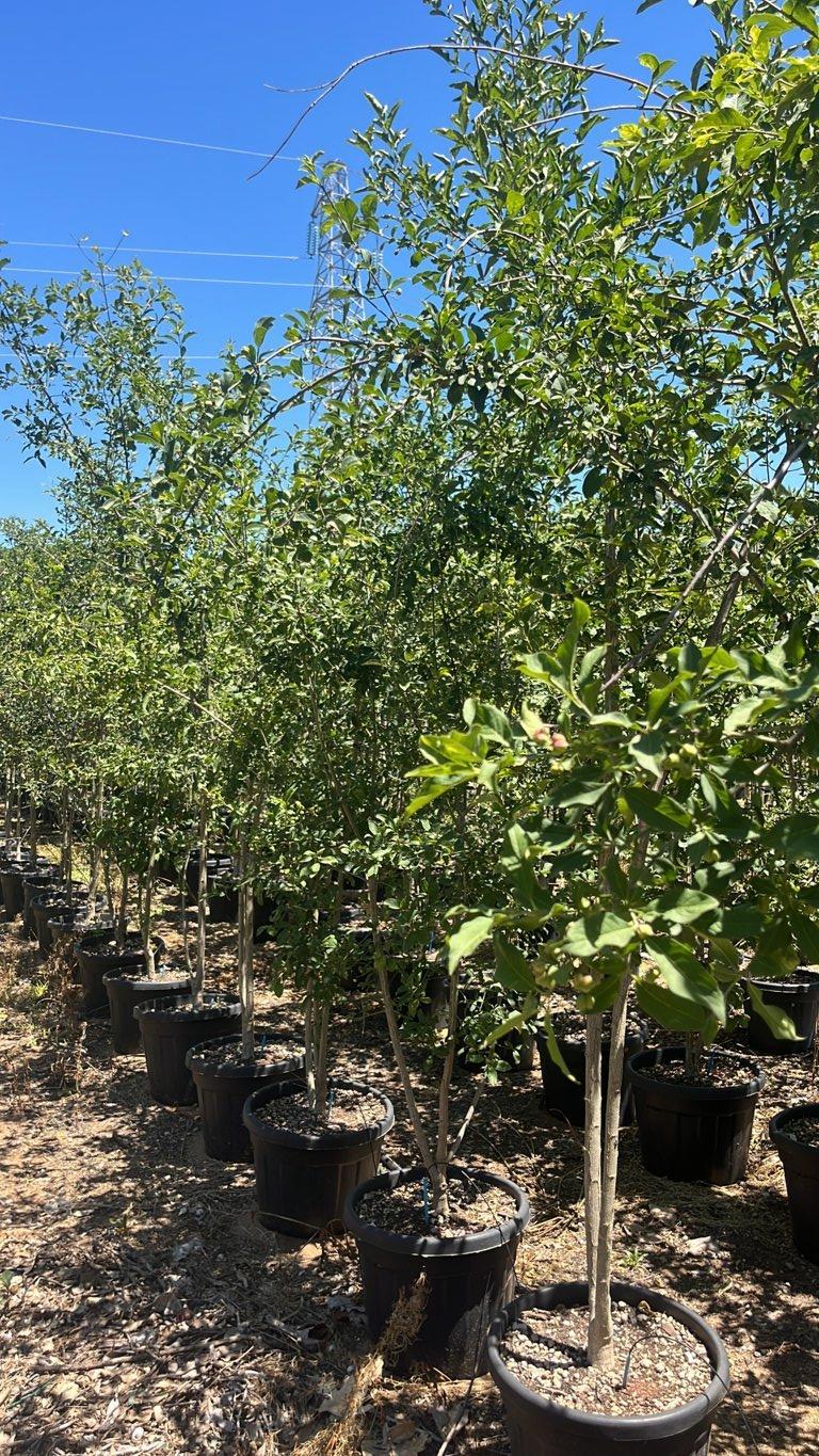 Euonymus Europaeus (Fusaggine) — Cespuglio, altezza 200/250 cm, vaso 35 litri