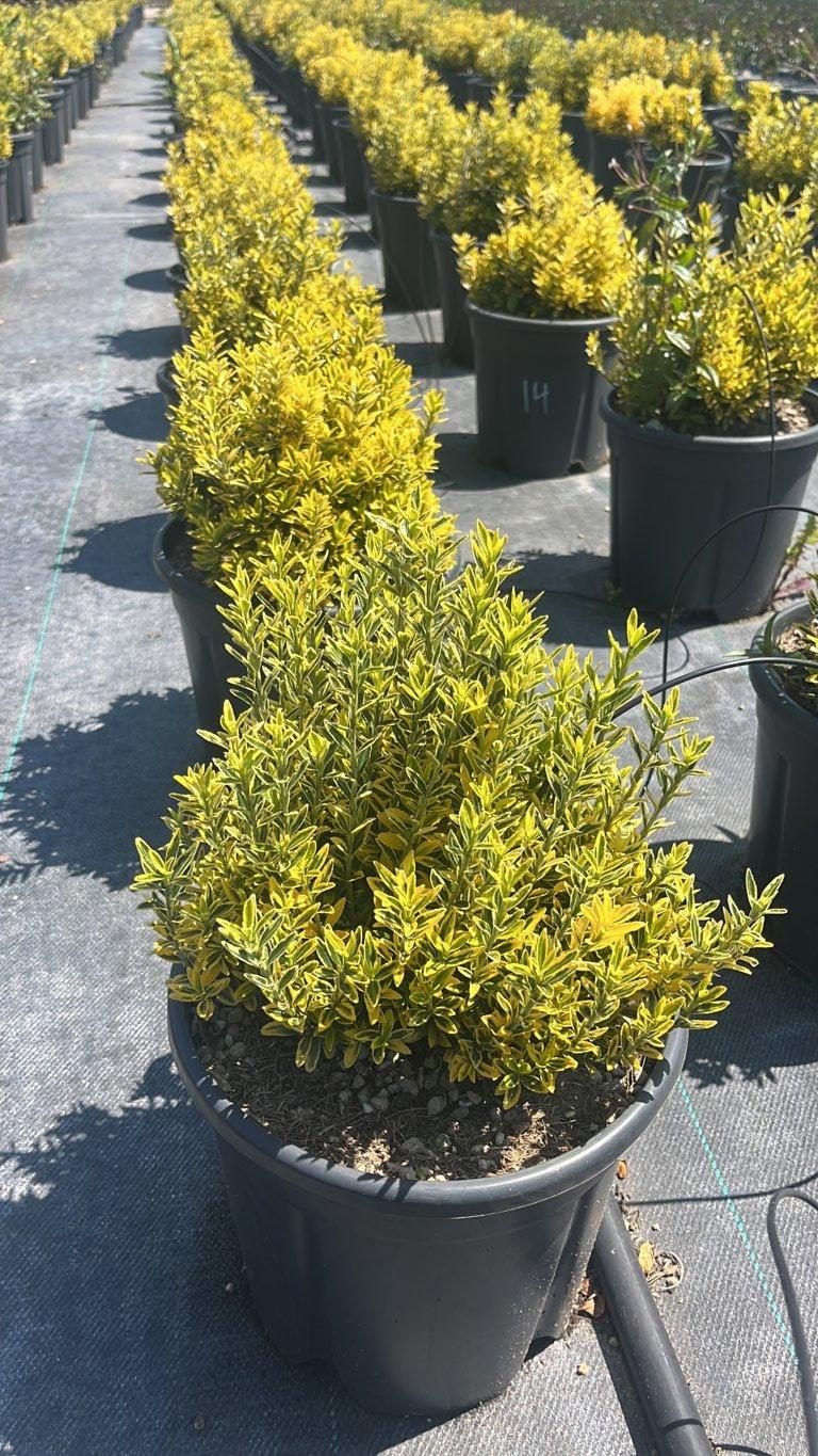 Euonymus Japonicus Aurea Microphylla (Evonimo) — vaso 9 litri