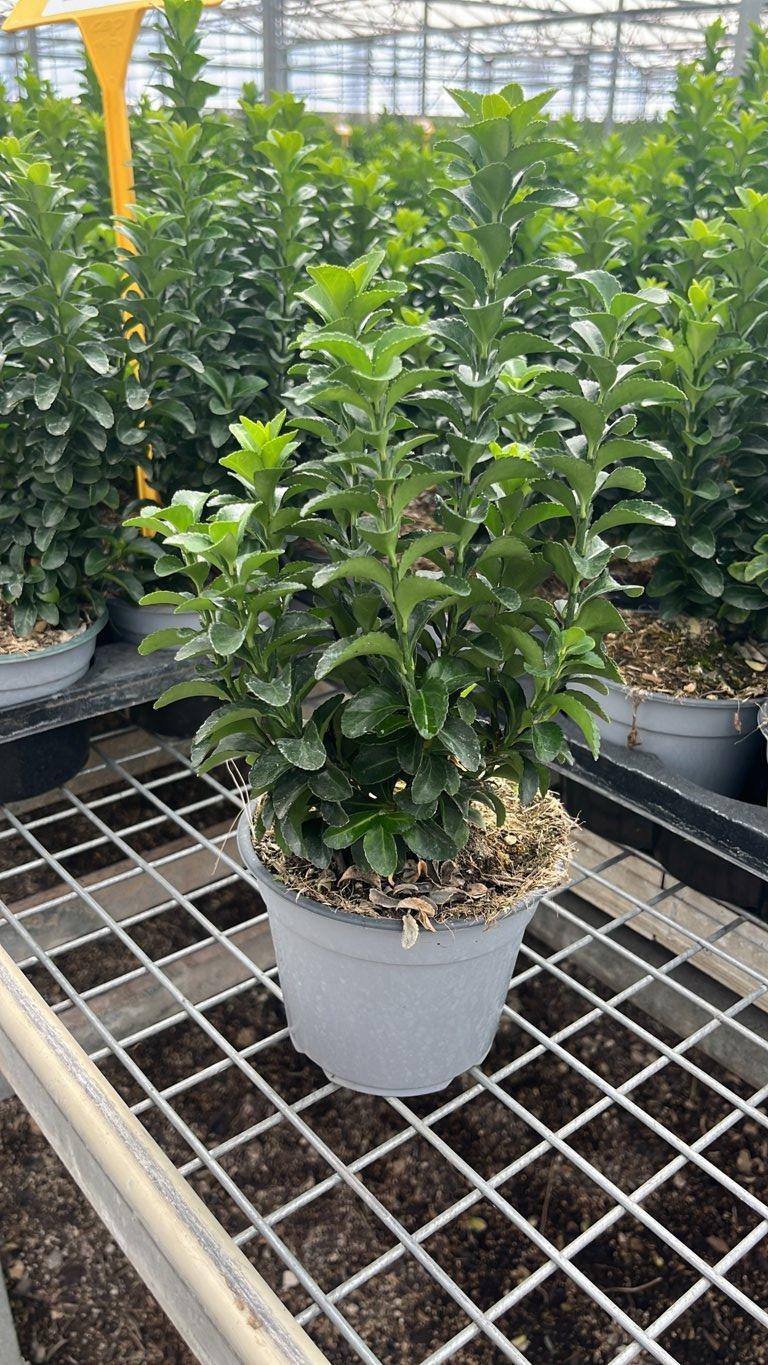 Euonymus Japonicus Benkomasaki (Evonimo) — vaso 9 litri