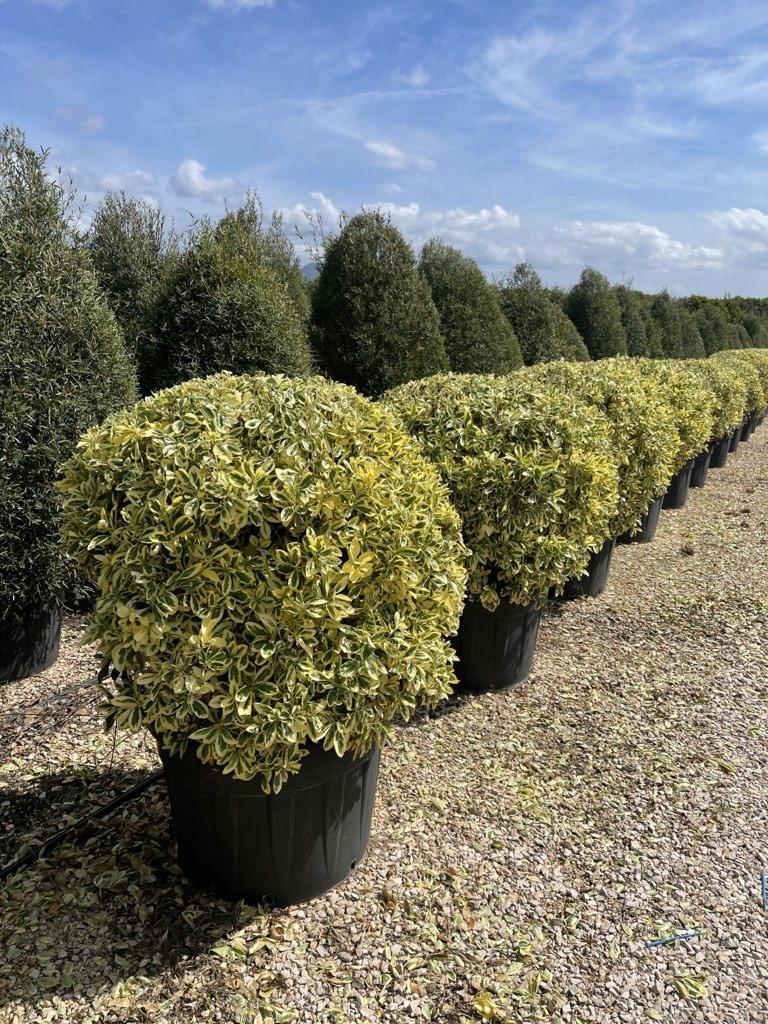 Euonymus Japonicus Bravo (Evonimo) — Palla, diametro 100 cm, vaso 130 litri