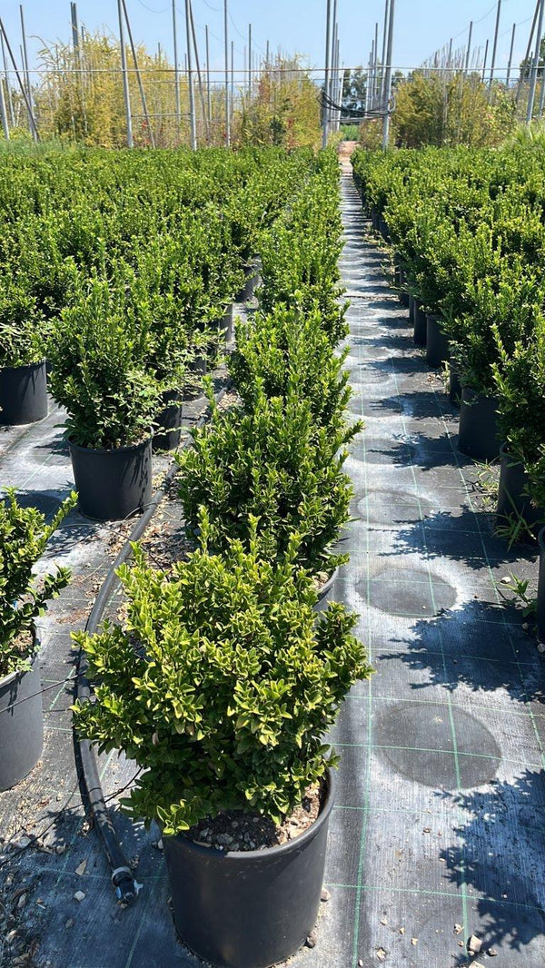 Euonymus Pulchellus (Evonimo) — Cespuglio, vaso 9 litri