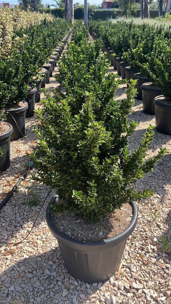 Euonymus Pulchellus (Evonimo) — Cespuglio, vaso 30 litri