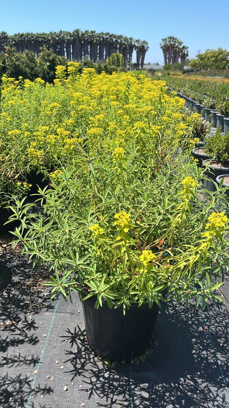 Euphorbia Ceratocarpa — vaso 9 litri
